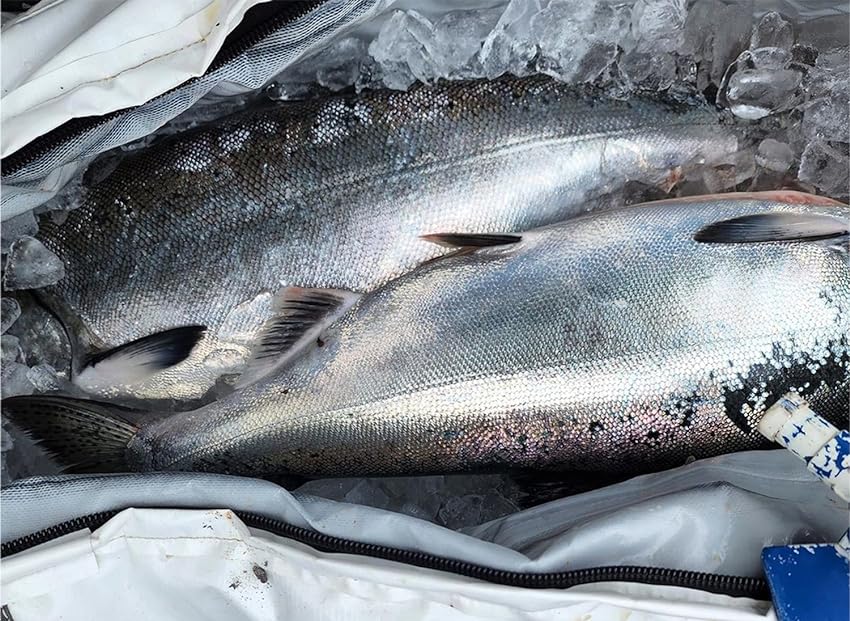 72x30'' Fish Cooler Bag With YKK Zipper, Flat Bottom - Get Tight Gear