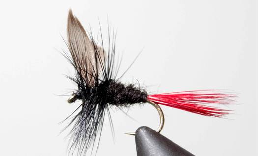 Black Gnat - Black Tail or Red Tail - Get Tight Gear