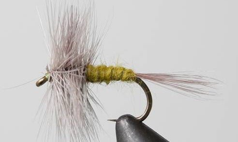 Blue Wing Olive - Get Tight Gear