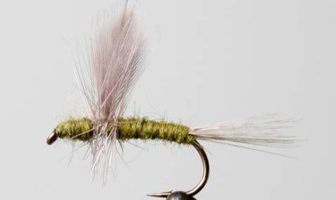 Blue Wing Olive - Thorax - Get Tight Gear