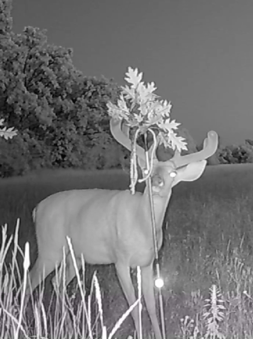BuckStik w/ 3 pack of Glands - Get Tight Gear