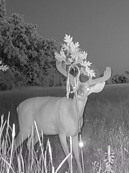 BuckStik w/ 3 pack of Glands - Get Tight Gear