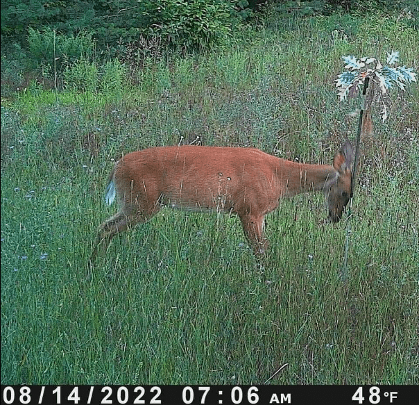 BuckStik w/ 3 pack of Glands - Get Tight Gear