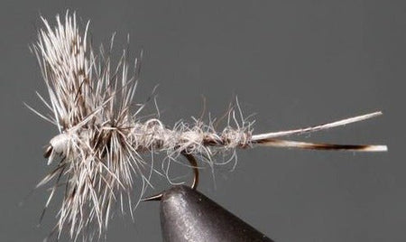 Callibaetis – Thorax - Get Tight Gear