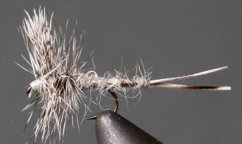 Callibaetis – Thorax - Get Tight Gear