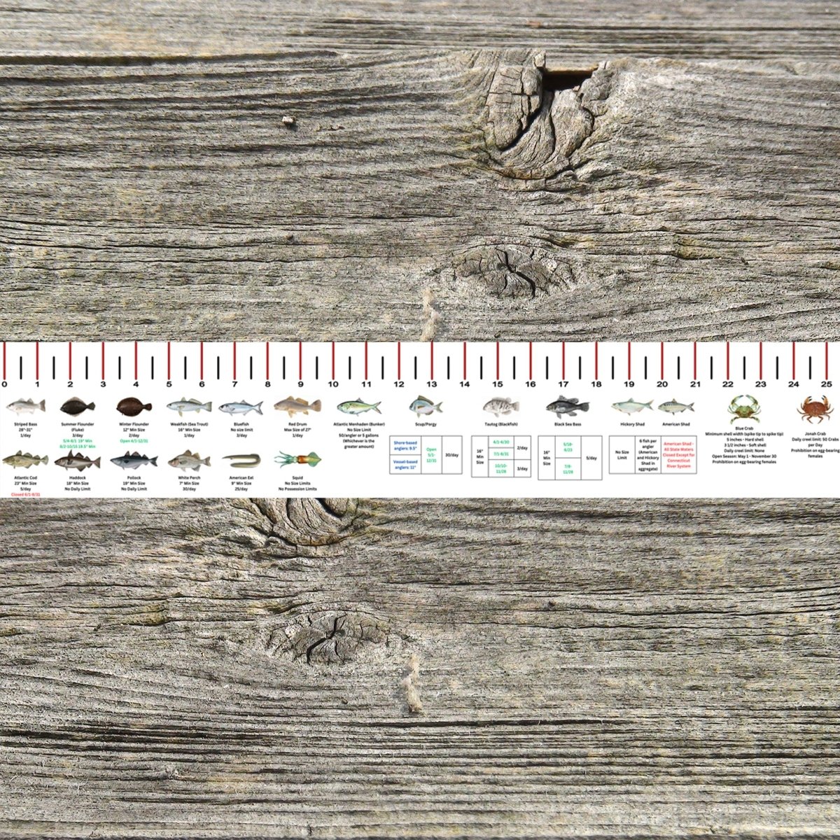 CONNECTICUT SALT WATER RULER 50 INCH FISH ID AND STATE REGULATIONS FISH RULER DECAL - Get Tight Gear