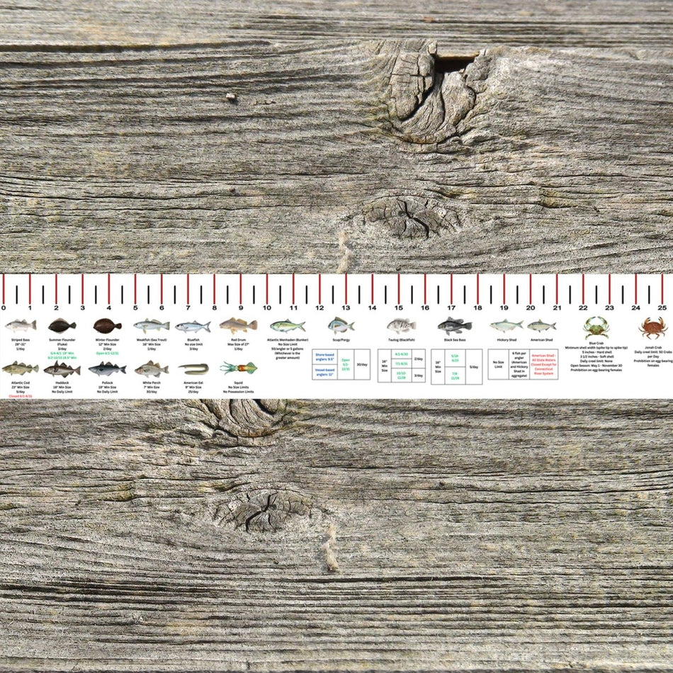 CONNECTICUT SALT WATER RULER 50 INCH FISH ID AND STATE REGULATIONS FISH RULER DECAL - Get Tight Gear