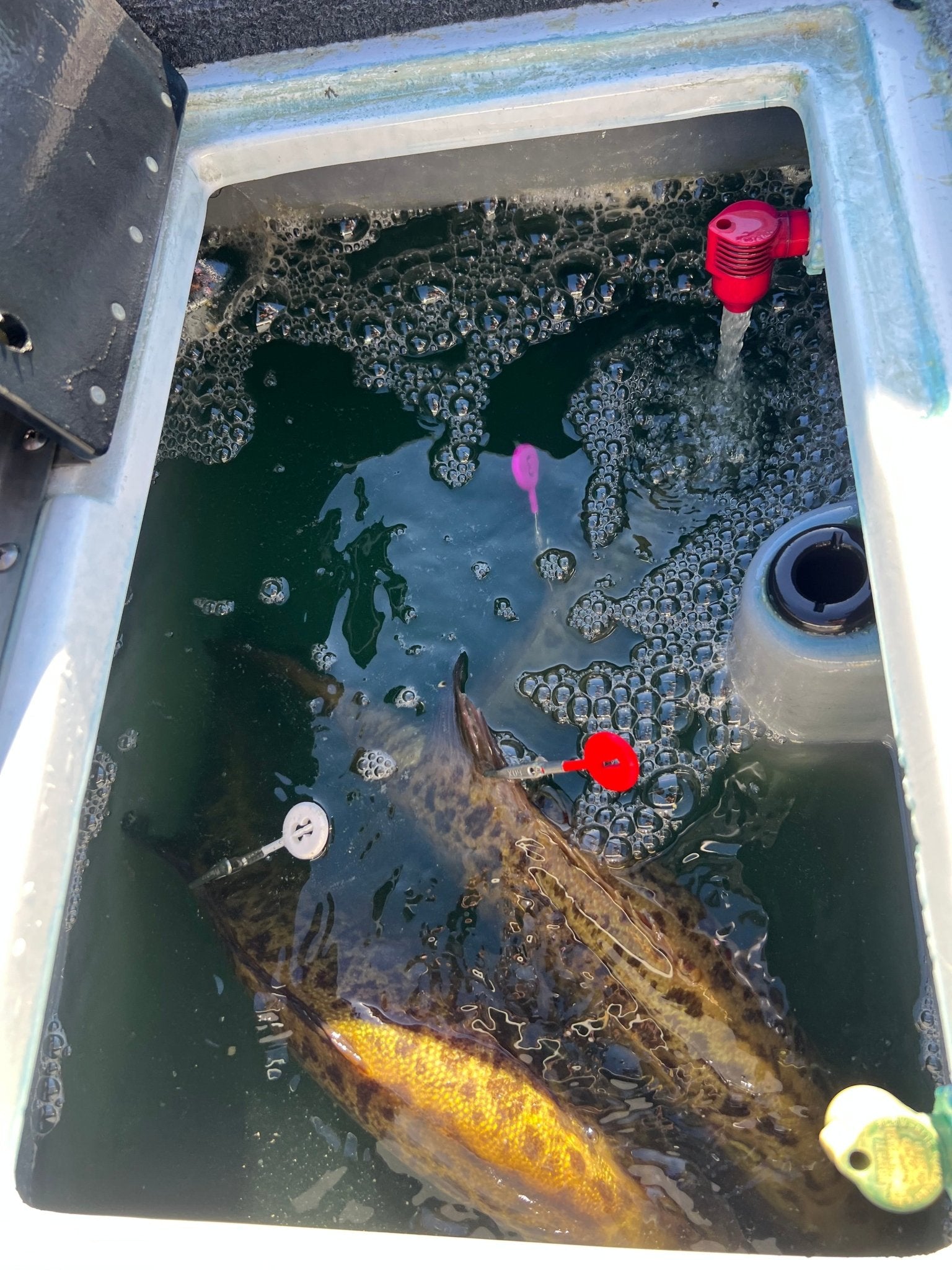 DD26 Fishing CULL ID tags - Get Tight Gear