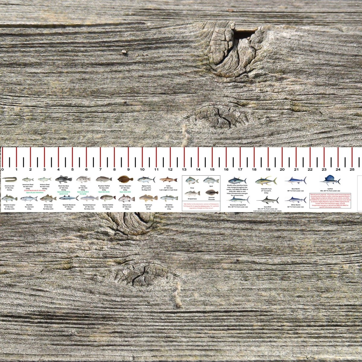 DELAWARE SALT WATER RULER 50 INCH FISH ID AND STATE REGULATIONS FISH RULER DECAL - Get Tight Gear