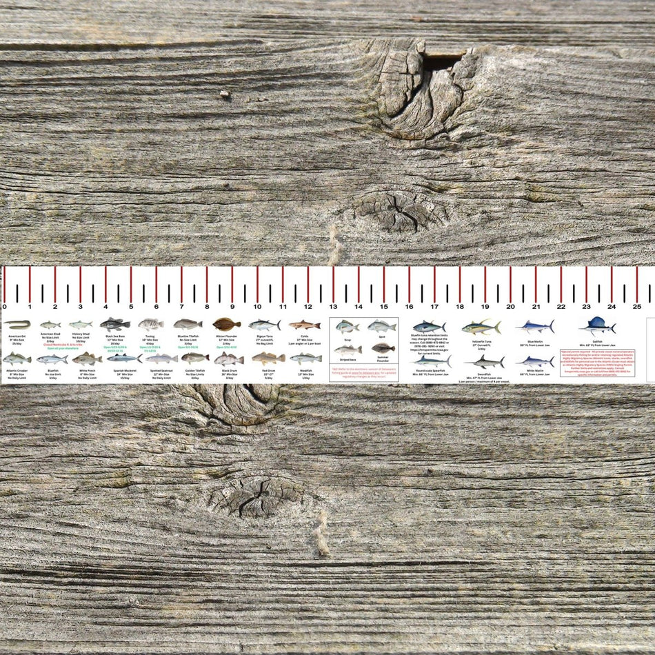 DELAWARE SALT WATER RULER 50 INCH FISH ID AND STATE REGULATIONS FISH RULER DECAL - Get Tight Gear