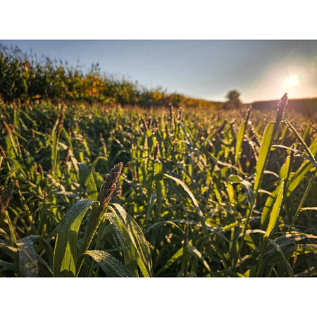 Domain Landing Strip Seed 1/4 Acre - Get Tight Gear