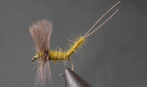 Extended Body Mayfly - Get Tight Gear