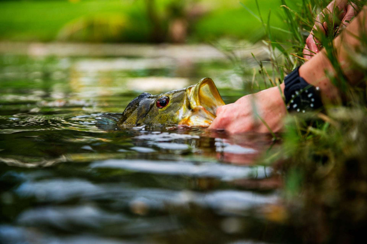 Flashtail Bass Popper 6 Flies Size 8 - Yellow Bass Fly Fishing Bug Wide Gape Bass Hooks With Weed Guard - Get Tight Gear