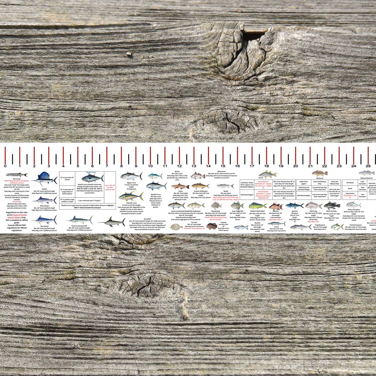 FLORIDA ATLANTIC STATE WATERS SALT WATER RULER 50 INCH FISH ID AND STATE REGULATIONS FISH RULER DECAL - Get Tight Gear