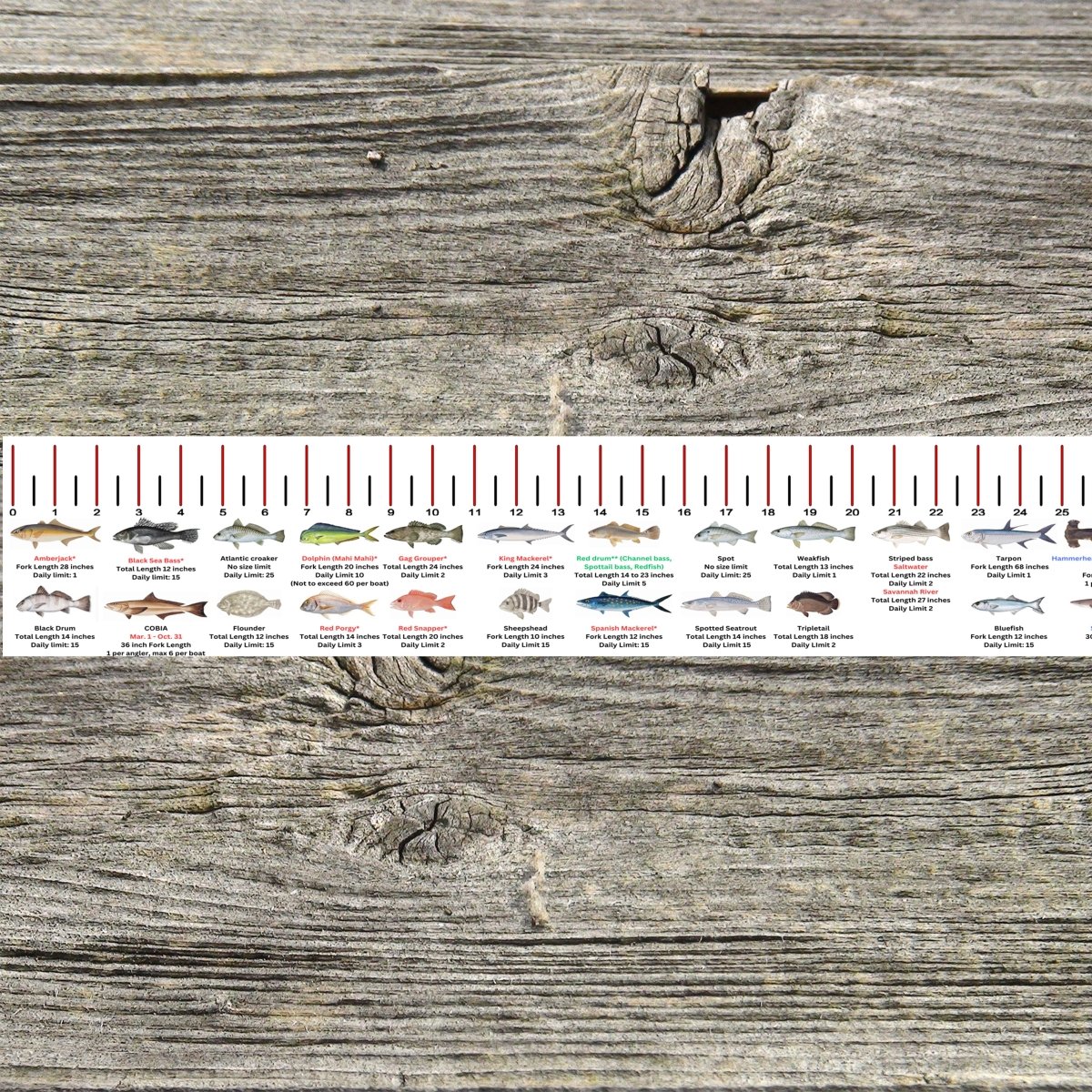 GEORGIA SALT WATER RULER 50 INCH FISH ID AND STATE REGULATIONS FISH RULER DECAL - Get Tight Gear