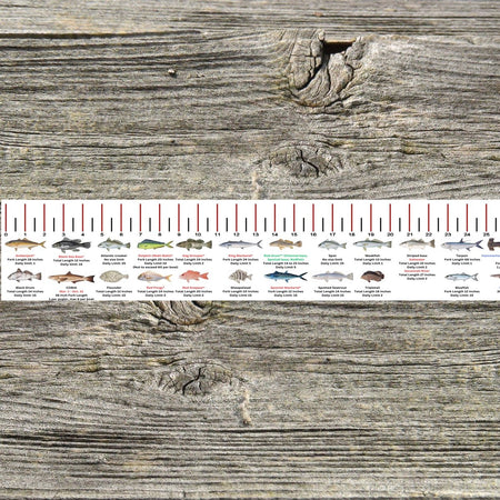 GEORGIA SALT WATER RULER 50 INCH FISH ID AND STATE REGULATIONS FISH RULER DECAL - Get Tight Gear