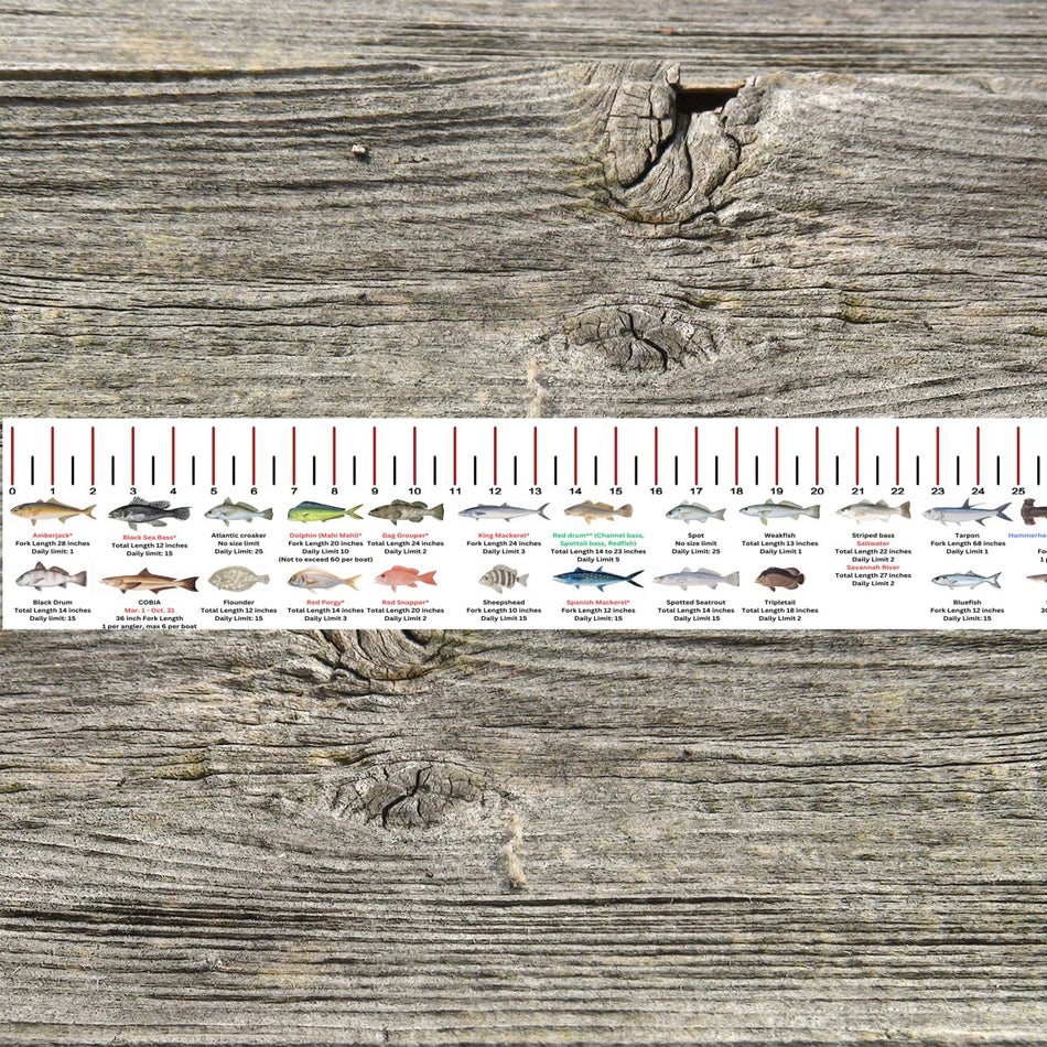 GEORGIA SALT WATER RULER 50 INCH FISH ID AND STATE REGULATIONS FISH RULER DECAL - Get Tight Gear