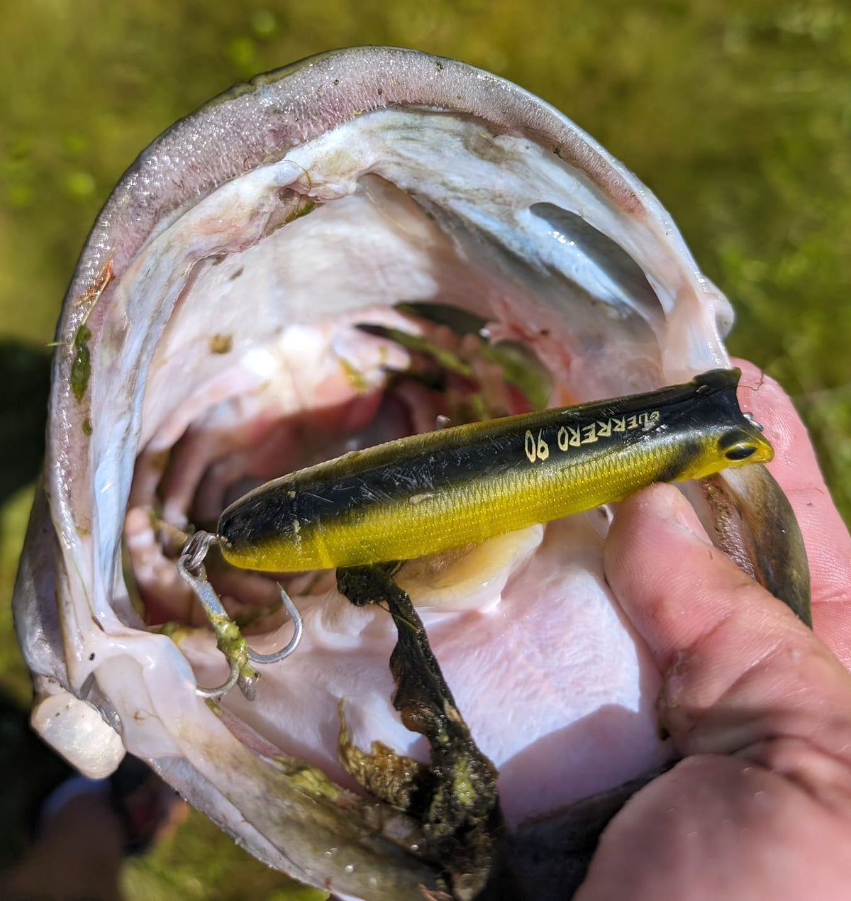 Guerrero 115 Topwater Fishing Lure - Get Tight Gear
