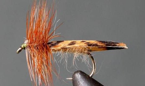 King River Caddis - Get Tight Gear