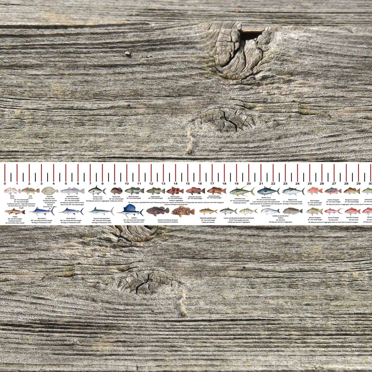 LOUISIANA SALT WATER RULER 50 INCH FISH ID AND STATE REGULATIONS FISH RULER DECAL - Get Tight Gear