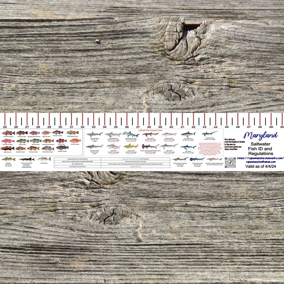 MARYLAND SALT WATER RULER 50 INCH FISH ID AND STATE REGULATIONS FISH RULER DECAL - Get Tight Gear