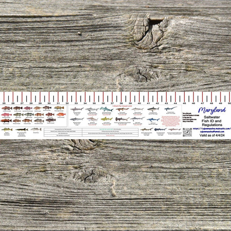 MARYLAND SALT WATER RULER 50 INCH FISH ID AND STATE REGULATIONS FISH RULER DECAL - Get Tight Gear