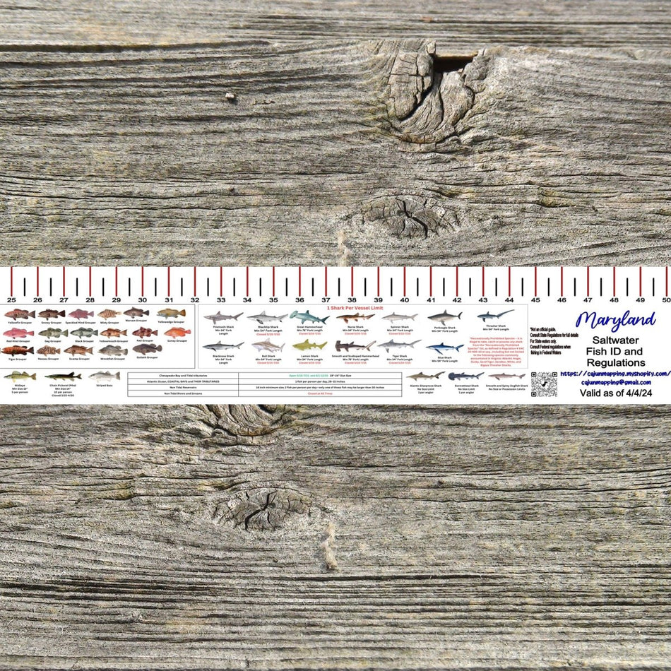 MARYLAND SALT WATER RULER 50 INCH FISH ID AND STATE REGULATIONS FISH RULER DECAL - Get Tight Gear