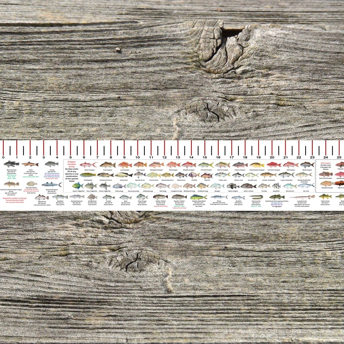 MARYLAND SALT WATER RULER 50 INCH FISH ID AND STATE REGULATIONS FISH RULER DECAL - Get Tight Gear