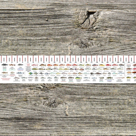 MARYLAND SALT WATER RULER 50 INCH FISH ID AND STATE REGULATIONS FISH RULER DECAL - Get Tight Gear