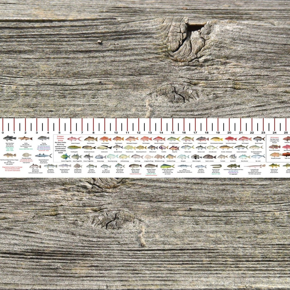 MARYLAND SALT WATER RULER 50 INCH FISH ID AND STATE REGULATIONS FISH RULER DECAL - Get Tight Gear