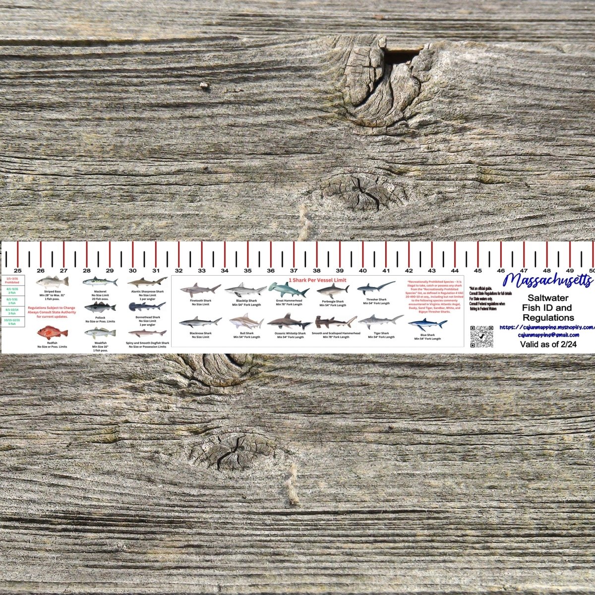 MASSACHUSETTS SALT WATER RULER 50 INCH FISH ID AND STATE REGULATIONS FISH RULER DECAL - Get Tight Gear