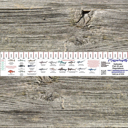 MASSACHUSETTS SALT WATER RULER 50 INCH FISH ID AND STATE REGULATIONS FISH RULER DECAL - Get Tight Gear