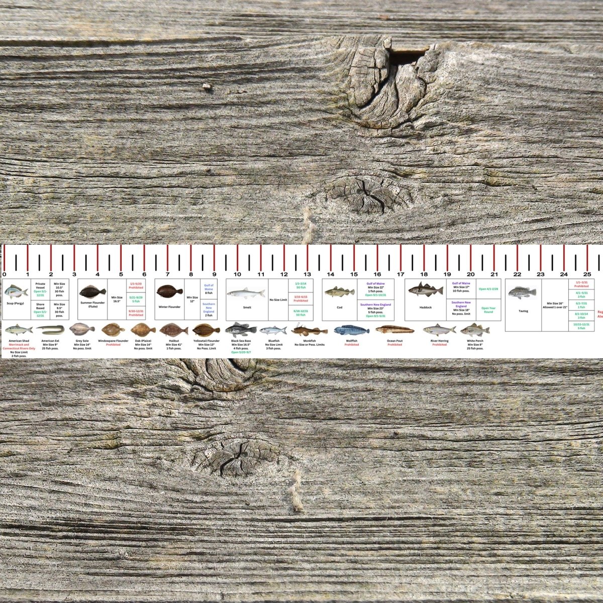 MASSACHUSETTS SALT WATER RULER 50 INCH FISH ID AND STATE REGULATIONS FISH RULER DECAL - Get Tight Gear