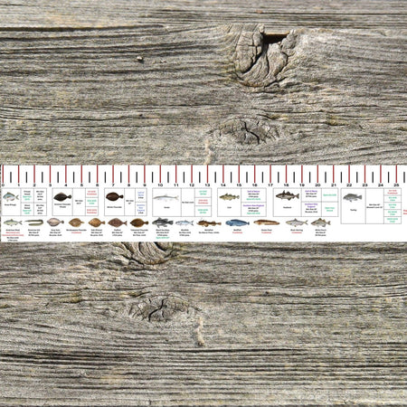 MASSACHUSETTS SALT WATER RULER 50 INCH FISH ID AND STATE REGULATIONS FISH RULER DECAL - Get Tight Gear