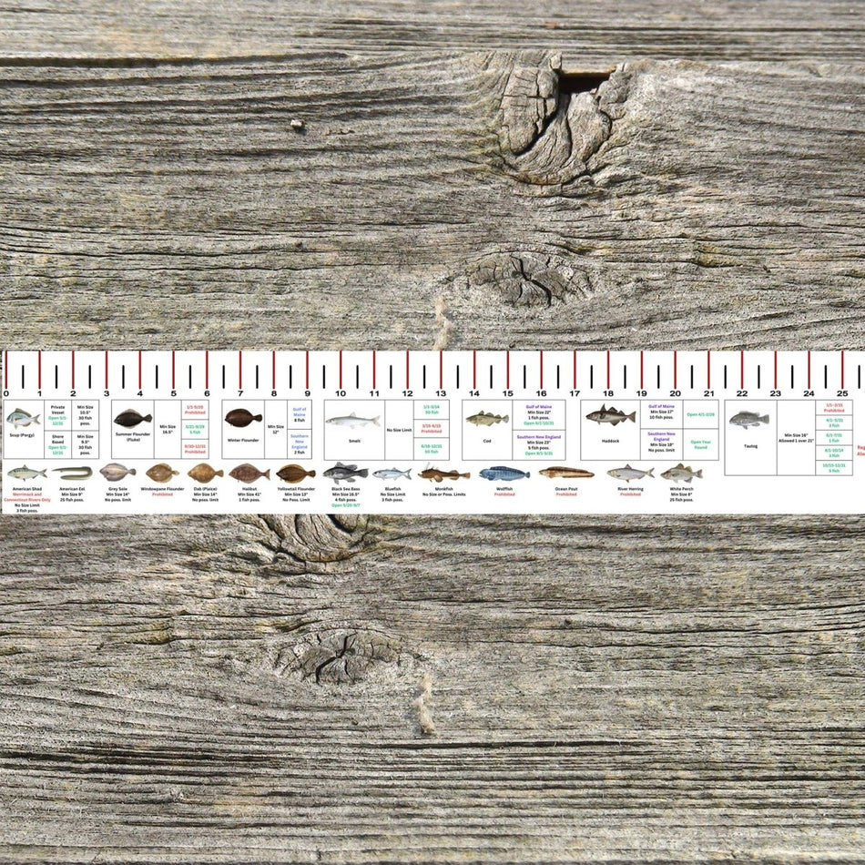 MASSACHUSETTS SALT WATER RULER 50 INCH FISH ID AND STATE REGULATIONS FISH RULER DECAL - Get Tight Gear