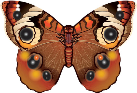Microbutterfly Buckeye - Get Tight Gear