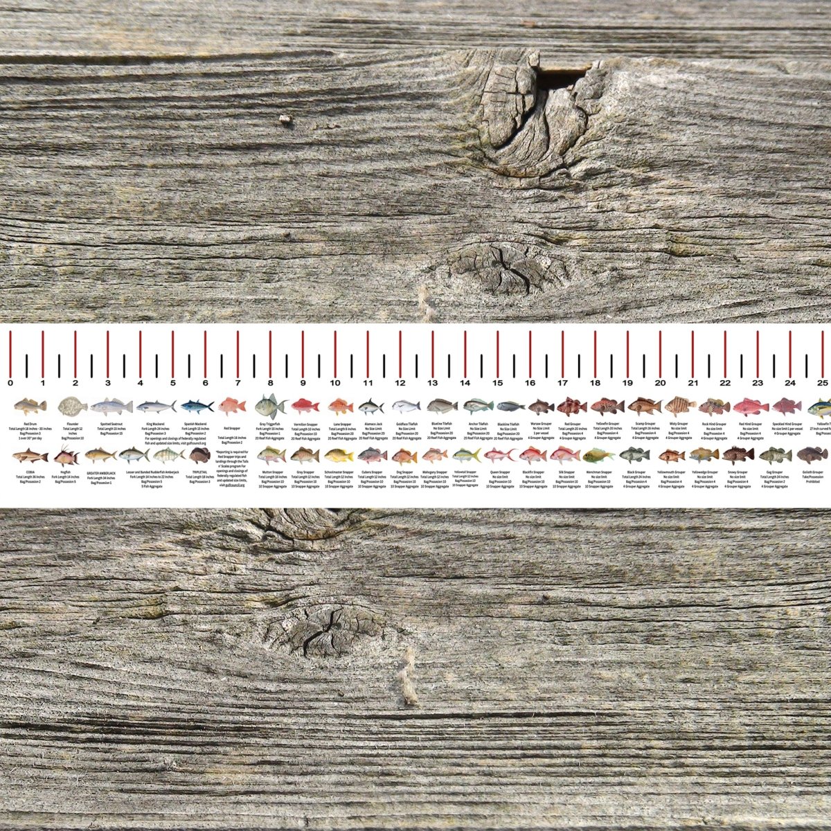 MISSISSIPPI SALT WATER RULER 50 INCH FISH ID AND STATE REGULATIONS FISH RULER DECAL - Get Tight Gear