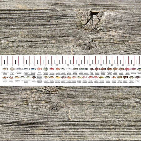 MISSISSIPPI SALT WATER RULER 50 INCH FISH ID AND STATE REGULATIONS FISH RULER DECAL - Get Tight Gear