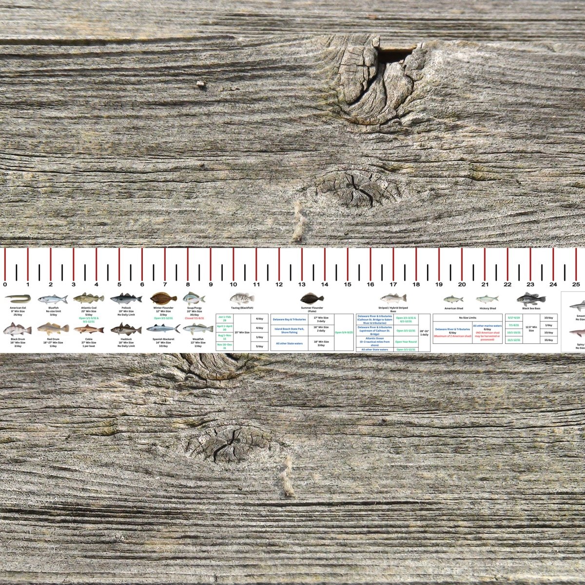 NEW JERSEY SALT WATER RULER 50 INCH FISH ID AND STATE REGULATIONS FISH RULER DECAL - Get Tight Gear