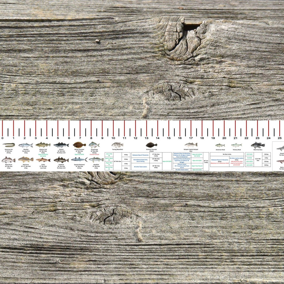 NEW JERSEY SALT WATER RULER 50 INCH FISH ID AND STATE REGULATIONS FISH RULER DECAL - Get Tight Gear