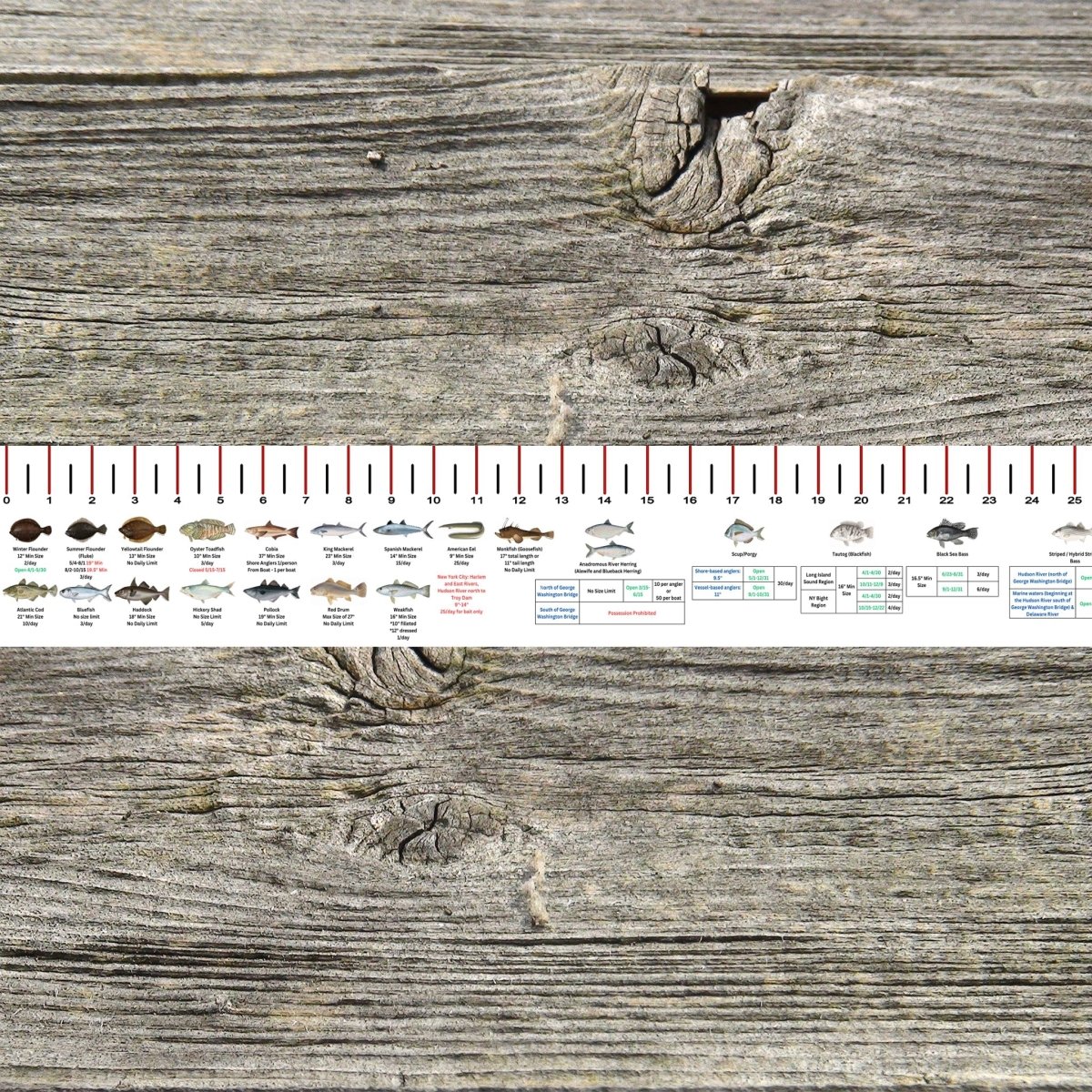 NEW YORK SALT WATER RULER 50 INCH FISH ID AND STATE REGULATIONS FISH RULER DECAL - Get Tight Gear