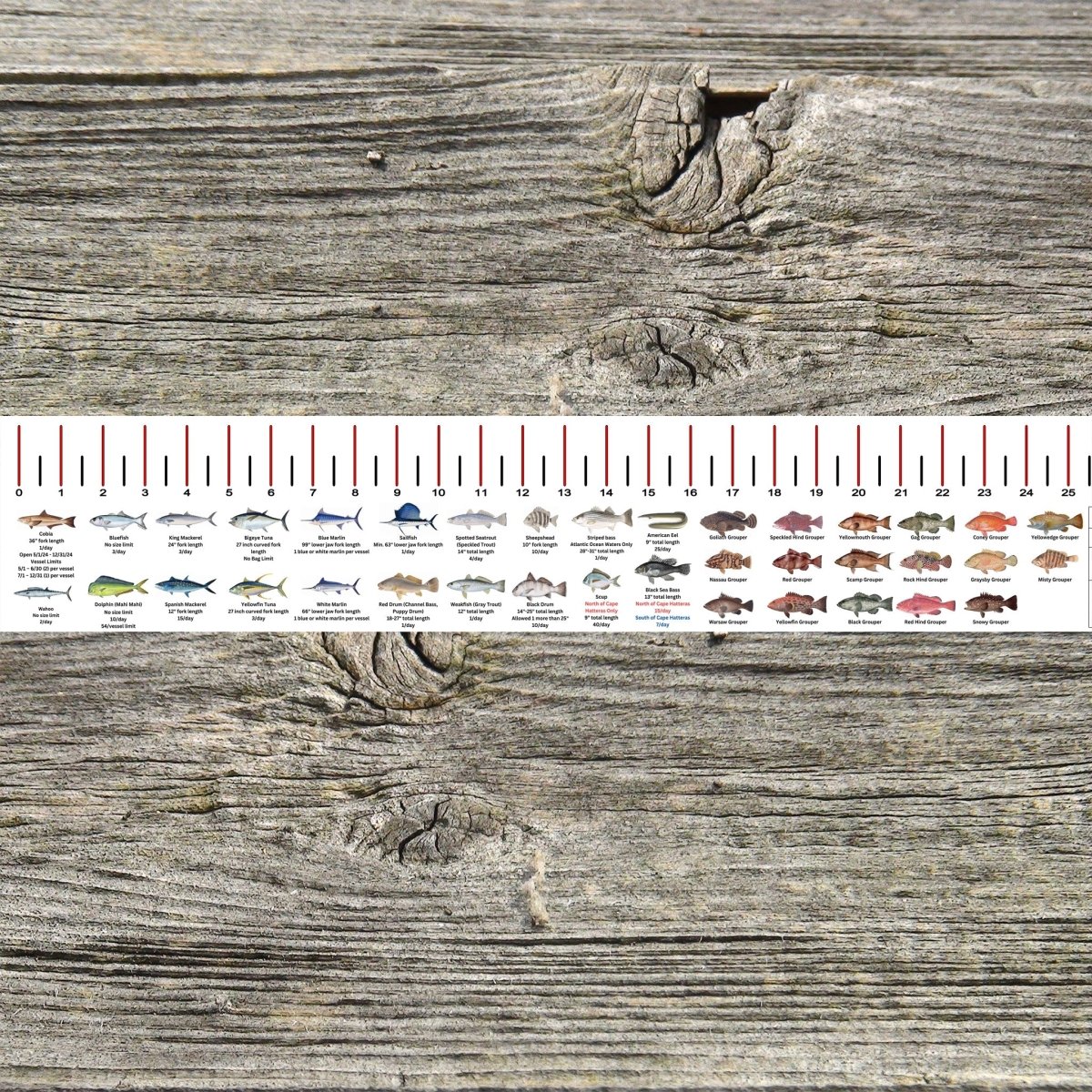 NORTH CAROLINA SALT WATER RULER 50 INCH FISH ID AND STATE REGULATIONS FISH RULER DECAL - Get Tight Gear