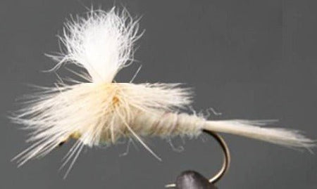 Parachute Light Cahill - Get Tight Gear