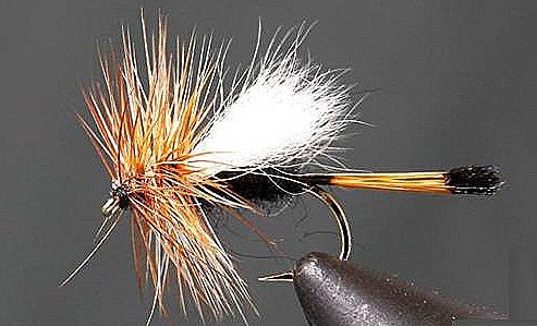 Rio Grand King Trude - Get Tight Gear