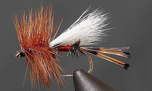 Royal Coachman - Trude - Get Tight Gear