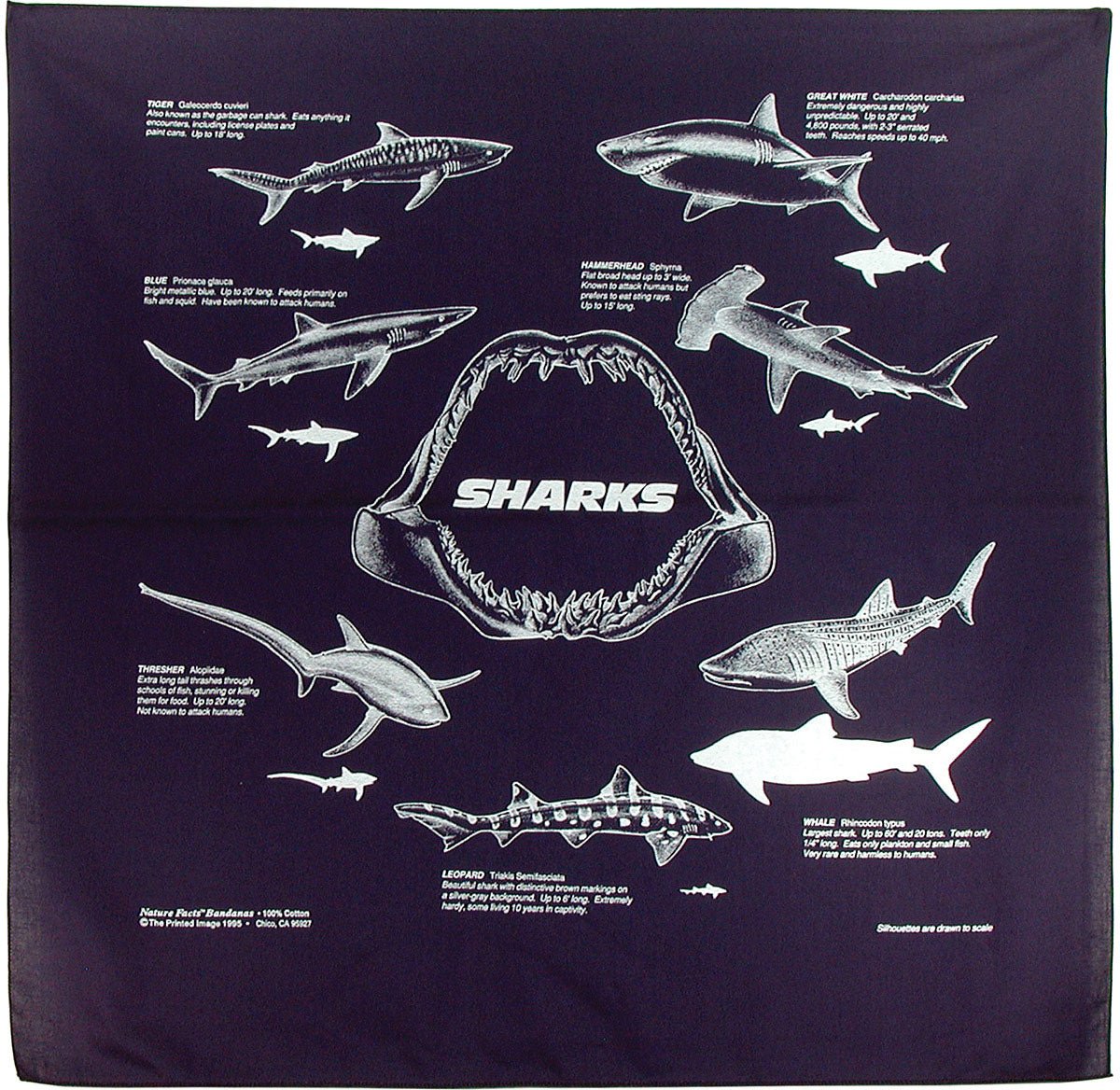 Sharks Bandana - Get Tight Gear