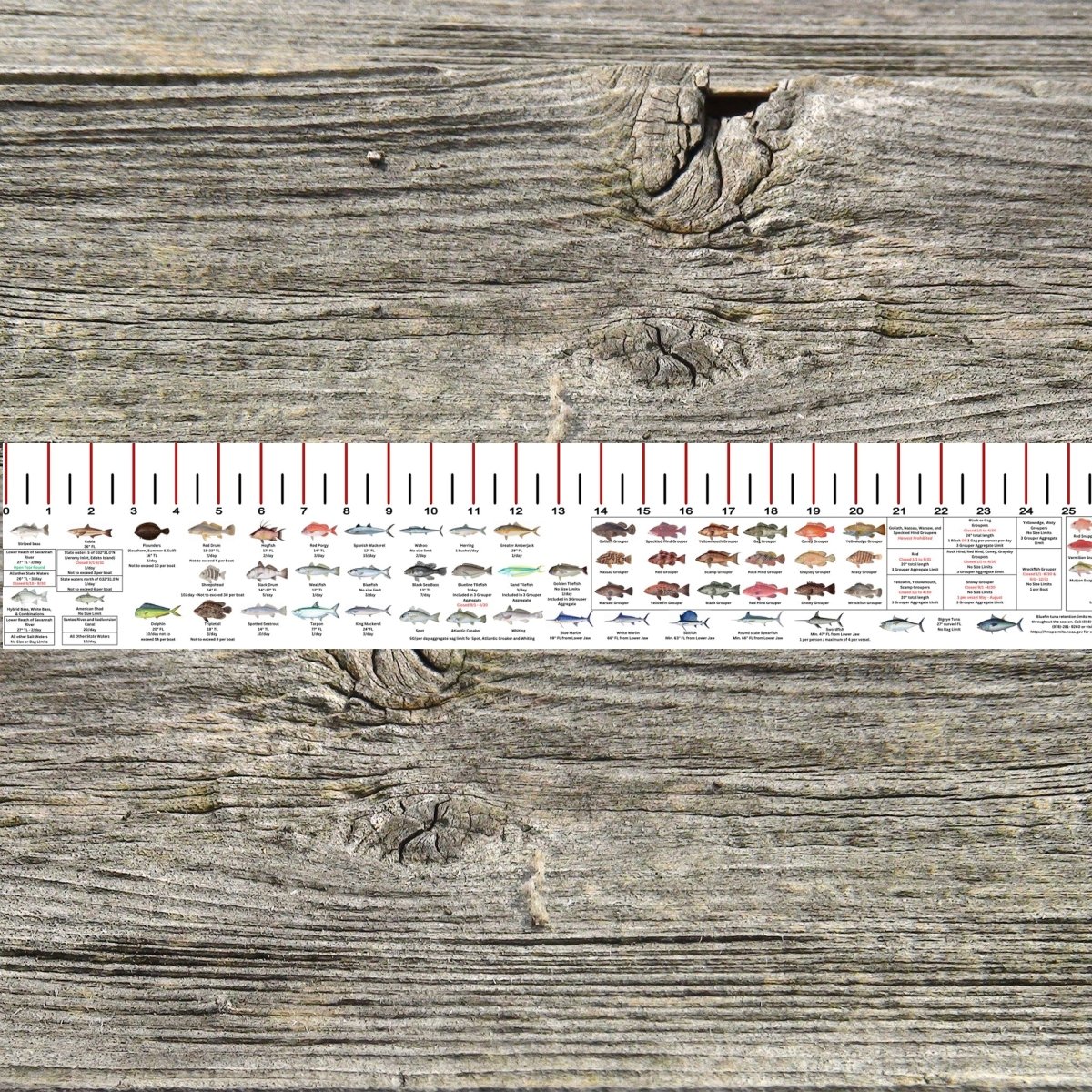 SOUTH CAROLINA SALT WATER RULER 50 INCH FISH ID AND STATE REGULATIONS FISH RULER DECAL - Get Tight Gear