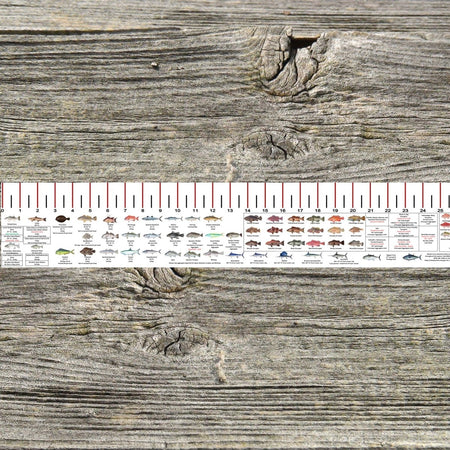 SOUTH CAROLINA SALT WATER RULER 50 INCH FISH ID AND STATE REGULATIONS FISH RULER DECAL - Get Tight Gear