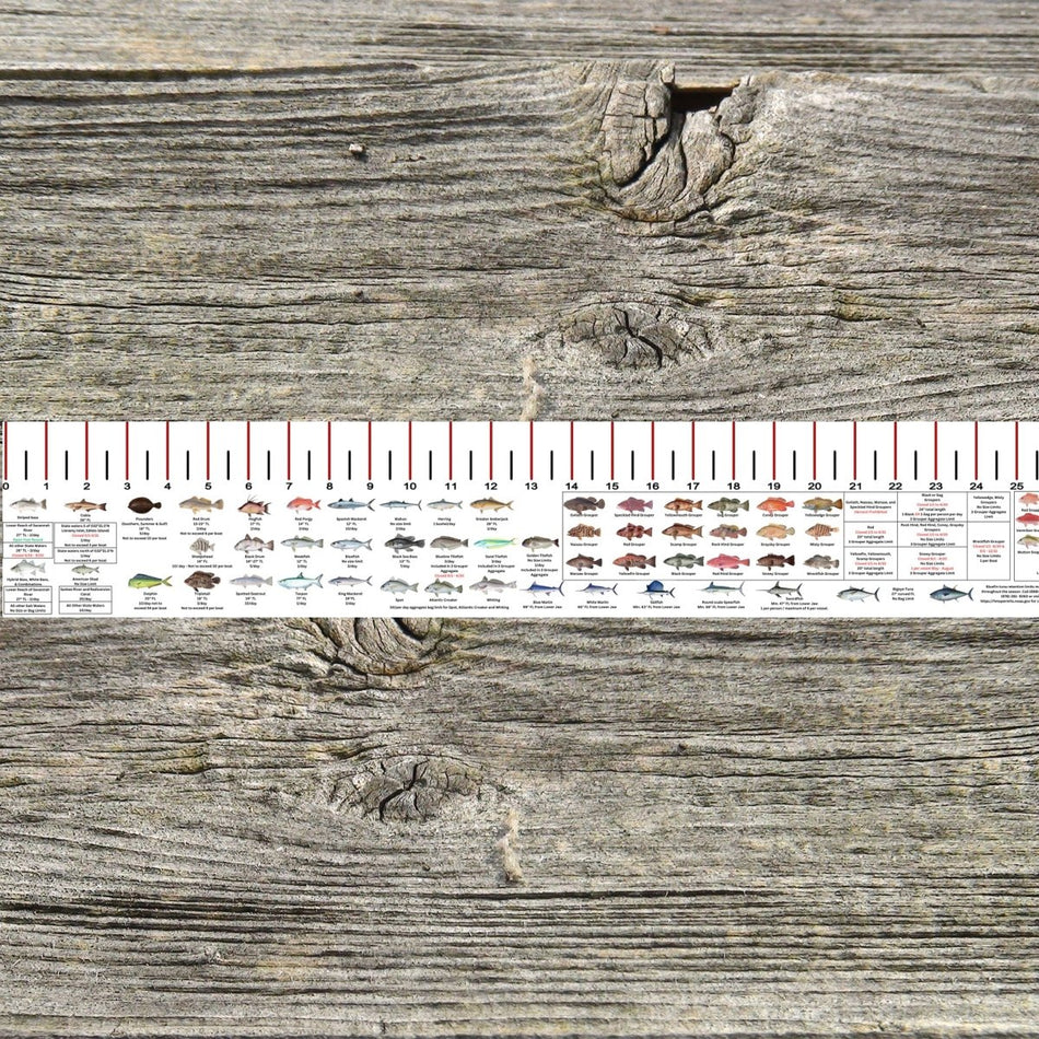 SOUTH CAROLINA SALT WATER RULER 50 INCH FISH ID AND STATE REGULATIONS FISH RULER DECAL - Get Tight Gear