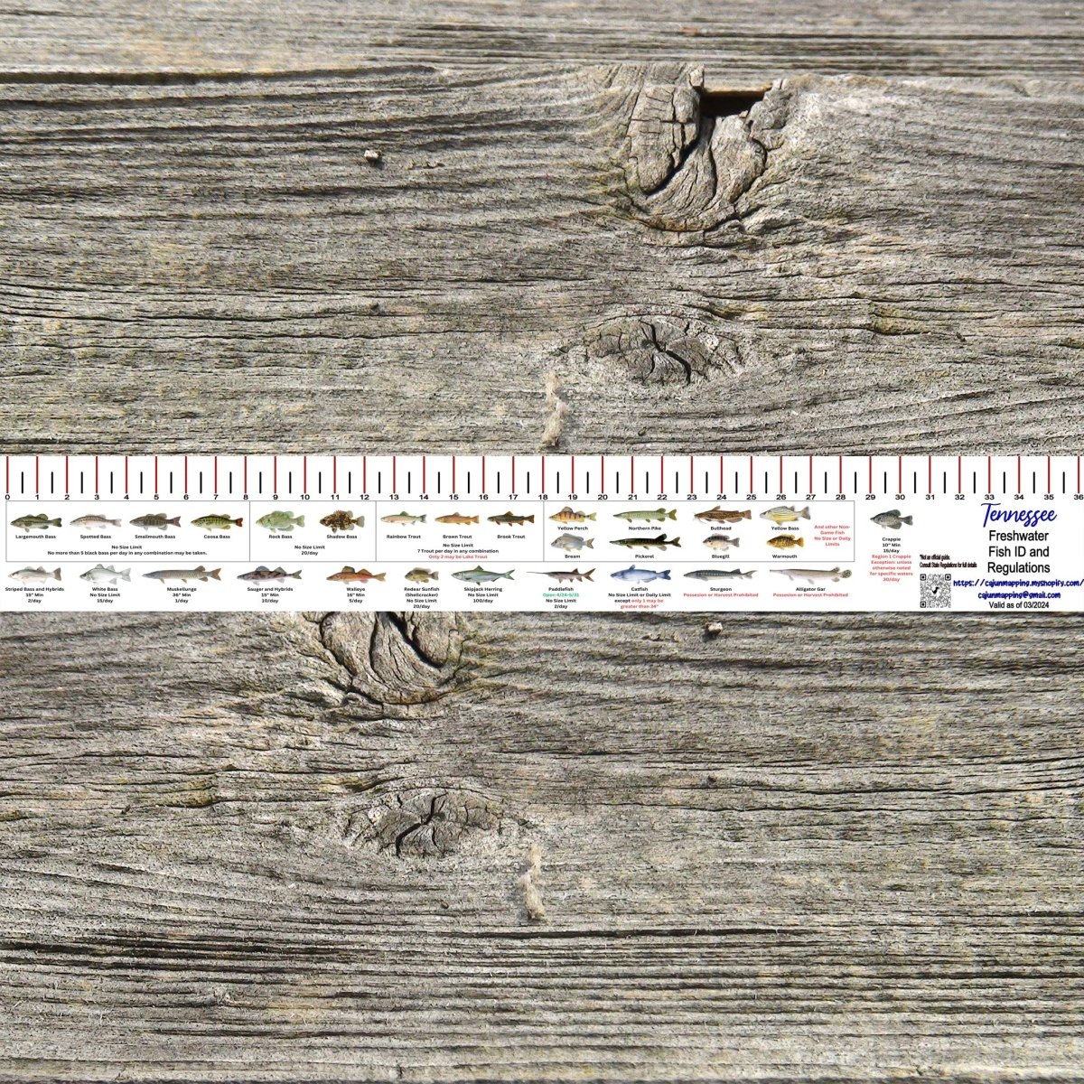 TENNESSEE FRESH WATER 36 INCH FISH ID AND STATE REGULATIONS FISH RULER DECAL - Get Tight Gear